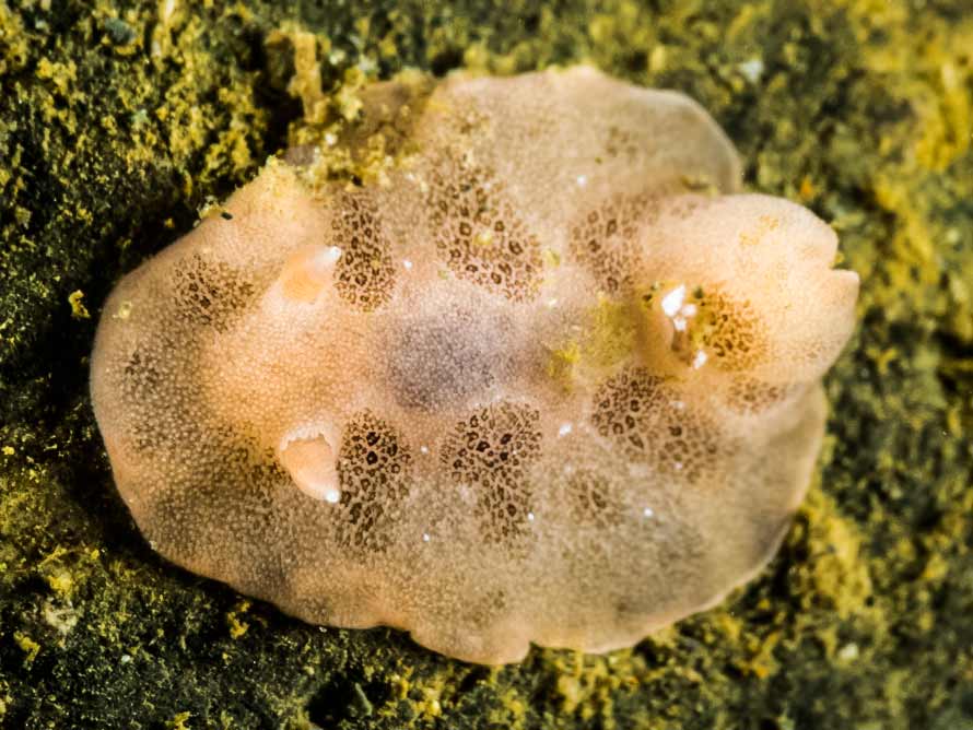 Caryophyllidia dorid sp. 1